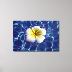 FLOATING FRANGI 24x36 Canvas Print