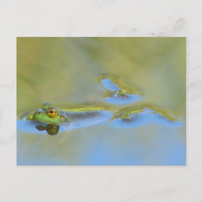 Floating Frog Postcard (Front)