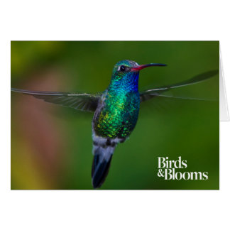 Floating Hummingbird