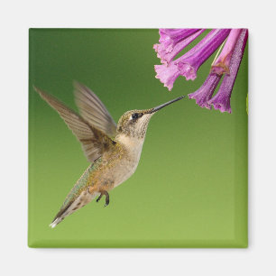 Floating Hummingbird With Purple Flowers Magnet