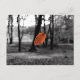 Floating Leaf Postcard