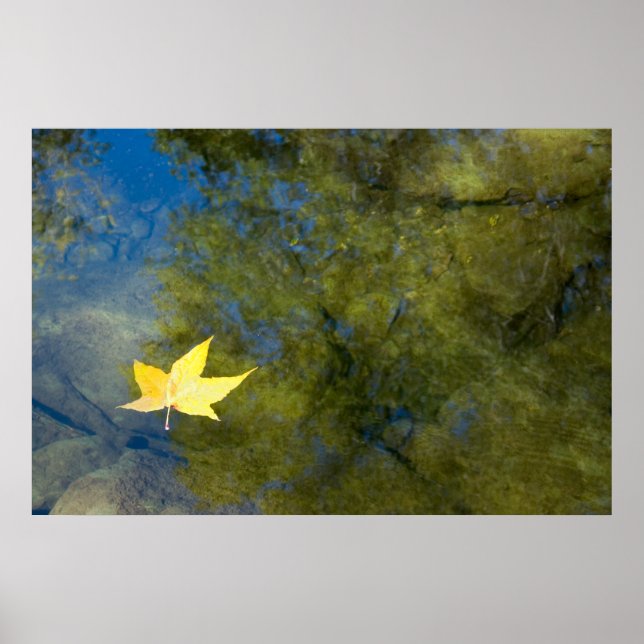 Floating Leaf Poster (Front)