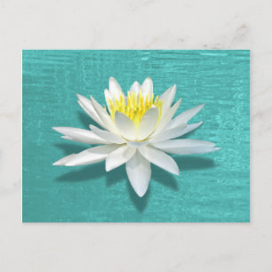 Floating Lily on Aquamarine Ripples Postcard