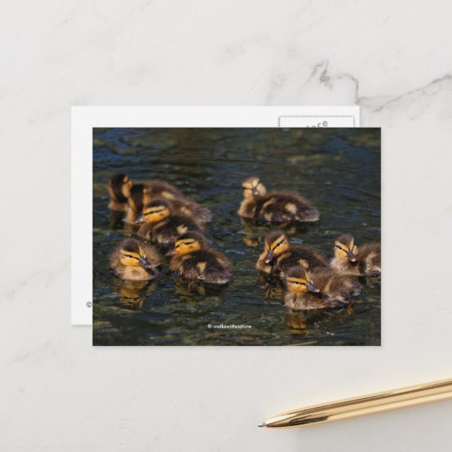 Floating Living Corks: Cute Mallard Ducklings Postcard (Front/Back In Situ)