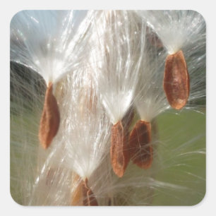 Floating Milkweed Seeds Art Print/Graphic Square Sticker