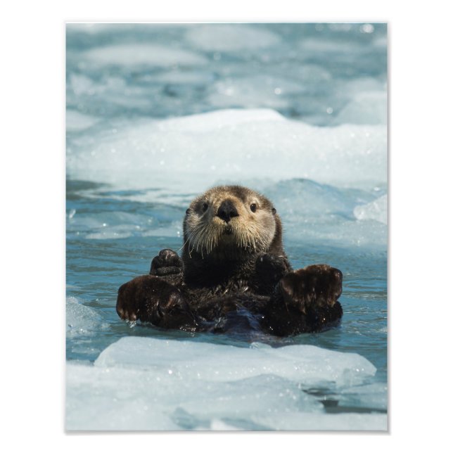 Floating Otter Photo Print (Front)