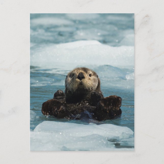 Floating Otter Postcard (Front)