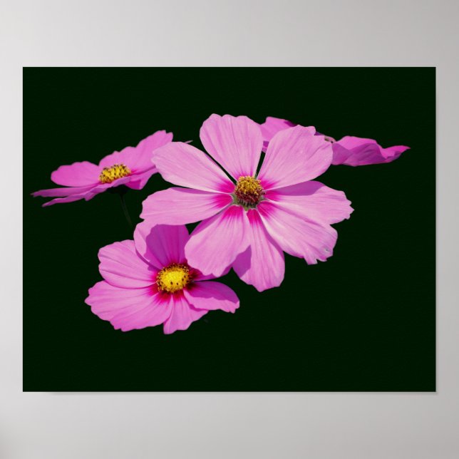 Floating Pink Cosmos Flowers   Poster (Front)