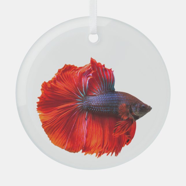 Floating Red Crown Tail Betta Fish  Glass Tree Decoration (Front)