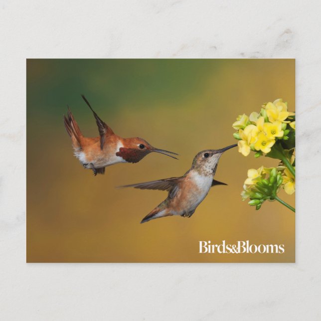 Floating Rufous Hummingbird Postcard (Front)