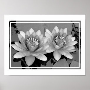 Floating Waterlily Lotus Poster
