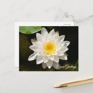 Floating White Waterlily Lotus Blank Postcard