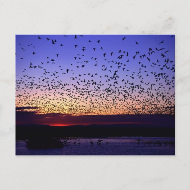 Flock at Sunrise Postcard (Front)