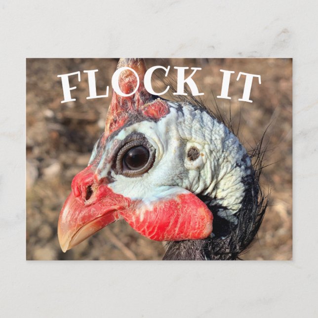 FLOCK IT, Guinea Fowl Wooden Box Sign Postcard (Front)