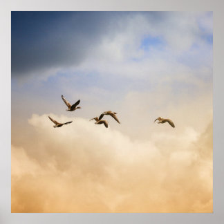 Flock of Birds in Flight Poster