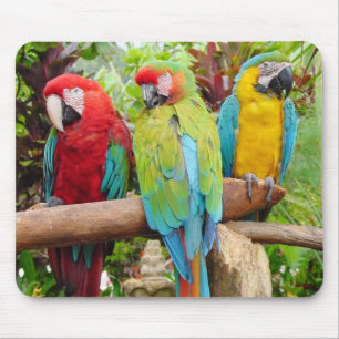 Flock of Colourful Macaw Parrots Mouse Mat