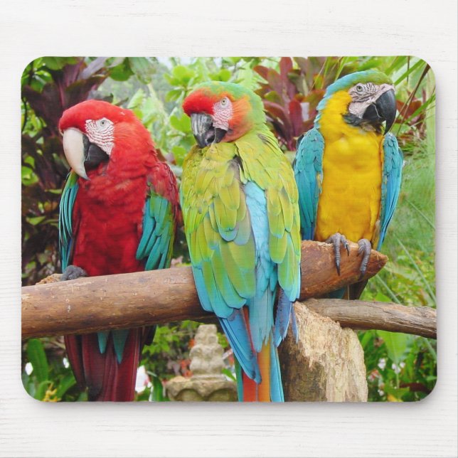 Flock of Colourful Macaw Parrots Mouse Mat (Front)