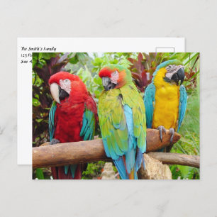 Flock of Colourful Macaw Parrots Postcard