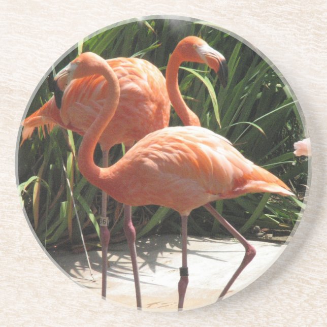 Flock of Flamingos Coaster (Front)