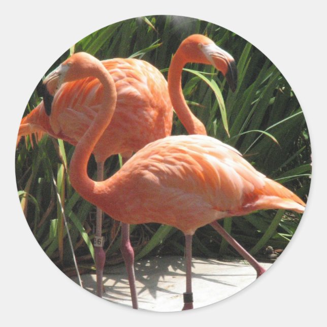 Flock of Flamingos Stickers (Front)