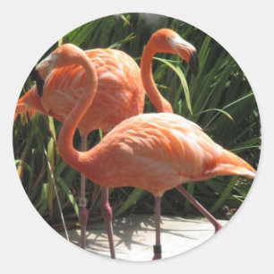 Flock of Flamingos Stickers