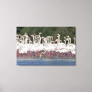 Flock of flamingos wading , France Canvas Print