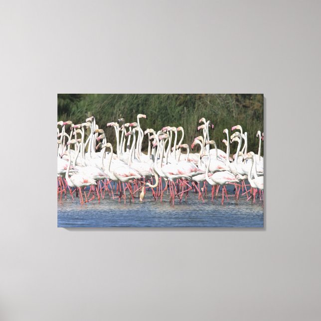 Flock of flamingos wading , France Canvas Print (Front)