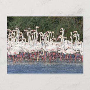 Flock of flamingos wading , France Postcard