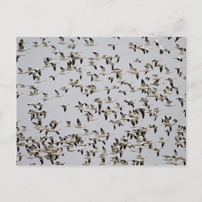 Flock of Geese in Flight Postcard (Front)