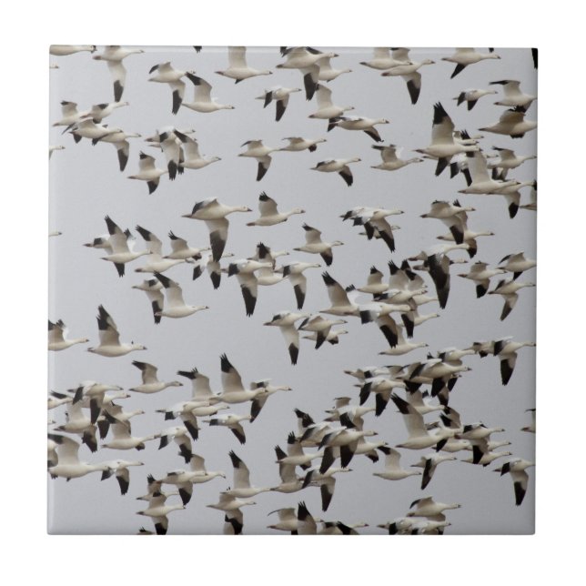 Flock of Geese in Flight Tile (Front)