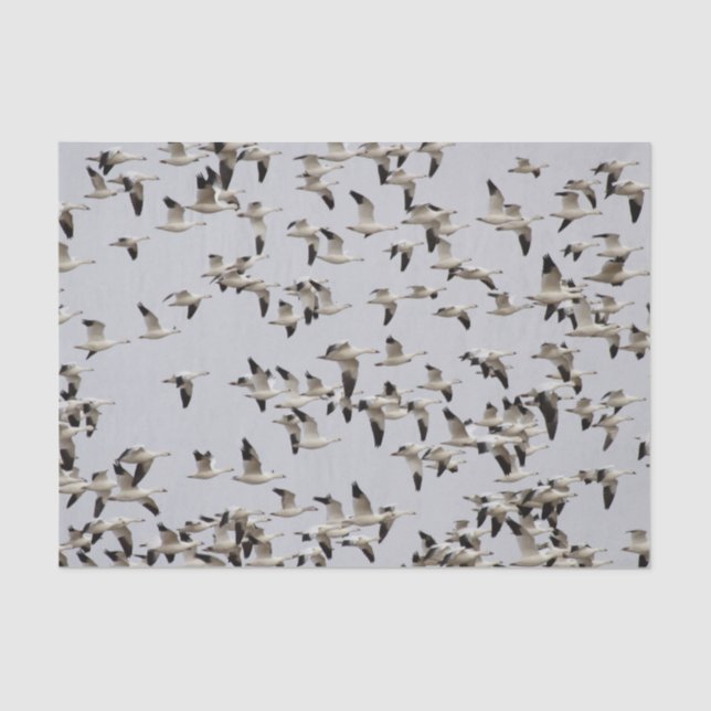 Flock of Geese in Flight Tissue Paper (Front)