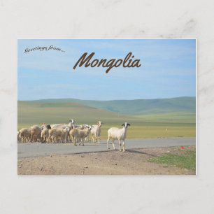 Flock of Goats in Mongolia Postcard