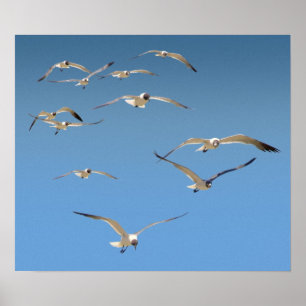 Flock of gulls poster