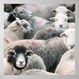 Flock Of Herdwicks Poster