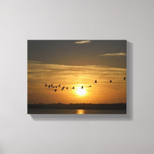 Flock of Heron birds at sunset Canvas Print