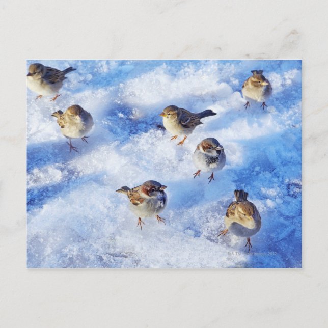 Flock of House Sparrows 'Passer domesticus' on Postcard (Front)