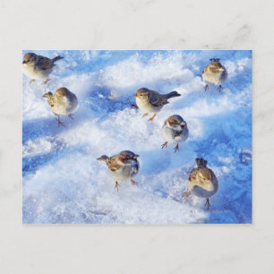 Flock of House Sparrows 'Passer domesticus' on Postcard