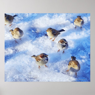 Flock of House Sparrows 'Passer domesticus' on Poster
