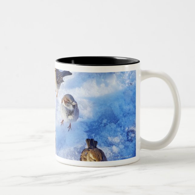 Flock of House Sparrows 'Passer domesticus' on Two-Tone Coffee Mug (Right)