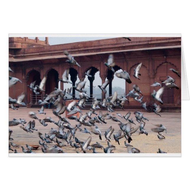 Flock of pigeons (Front Horizontal)