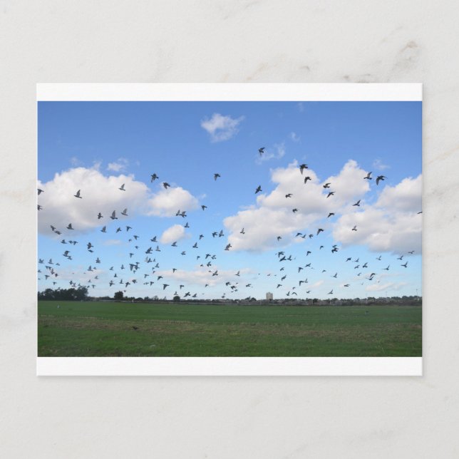 Flock Of Pigeons Postcard (Front)
