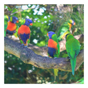 Flock of Rainbow lorikeets on a branch of a Tree Photo Print