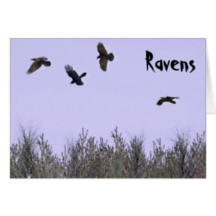 Flock of Ravens