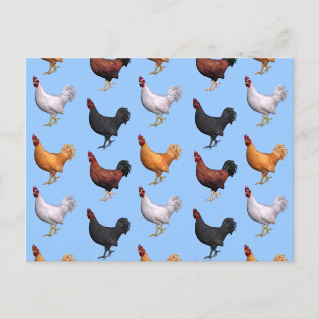 Flock Of Roosters Postcard (Front)