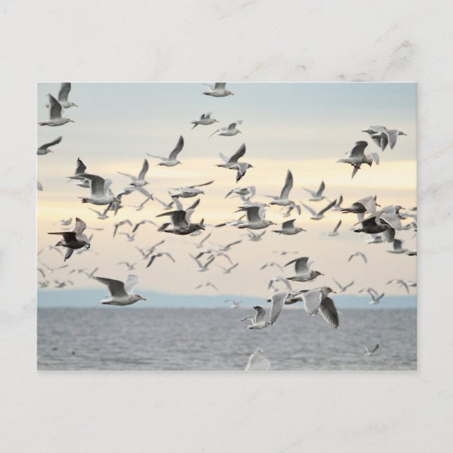 Flock of Seagulls Photo Postcard (Front)
