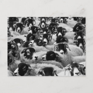 Flock of Sheep Black and White Postcard