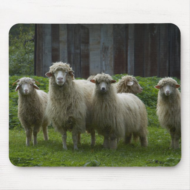 Flock of Sheep | Farmland Mouse Mat (Front)