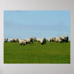 Flock of Sheep on a Hill Poster