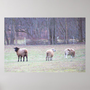 Flock of Sheep Photo Poster