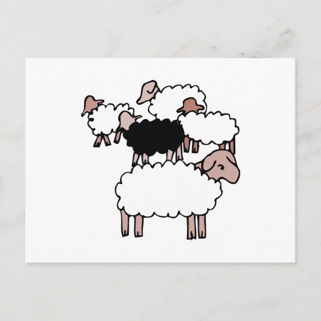 flock of sheep with black sheep postcard (Front)